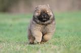 CHOW CHOW 329